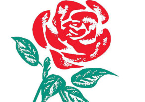 Labour Party rose